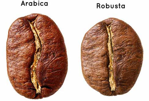 ¿Es mejor el café Arábica o el café Robusta?