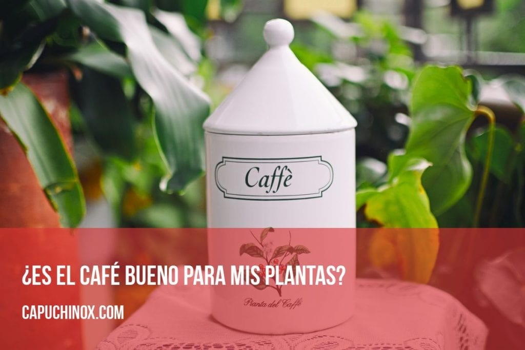 ¿Es el café bueno para mis plantas?